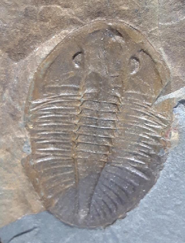Ogyginus corndensis (MURCHISON 1839) - Bild © FossNet FossilienStore